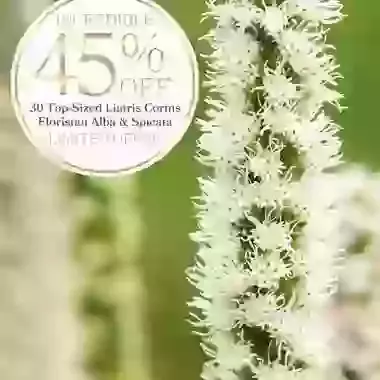 30 top sized Liatris Spicata and Floristan Alba